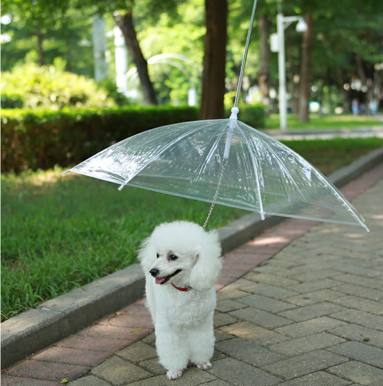 Guia com Guarda-chuva Tour