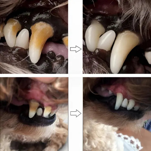 Caneta Dental para Pets – Limpa dentes amarelados, previne o tártaro e elimina o mau hálito - Imagem 4