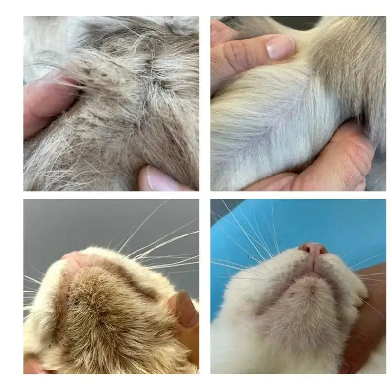 resultado luva umedecida pet