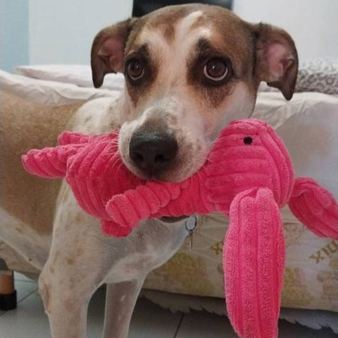 Brinquedo com apito para cachorro