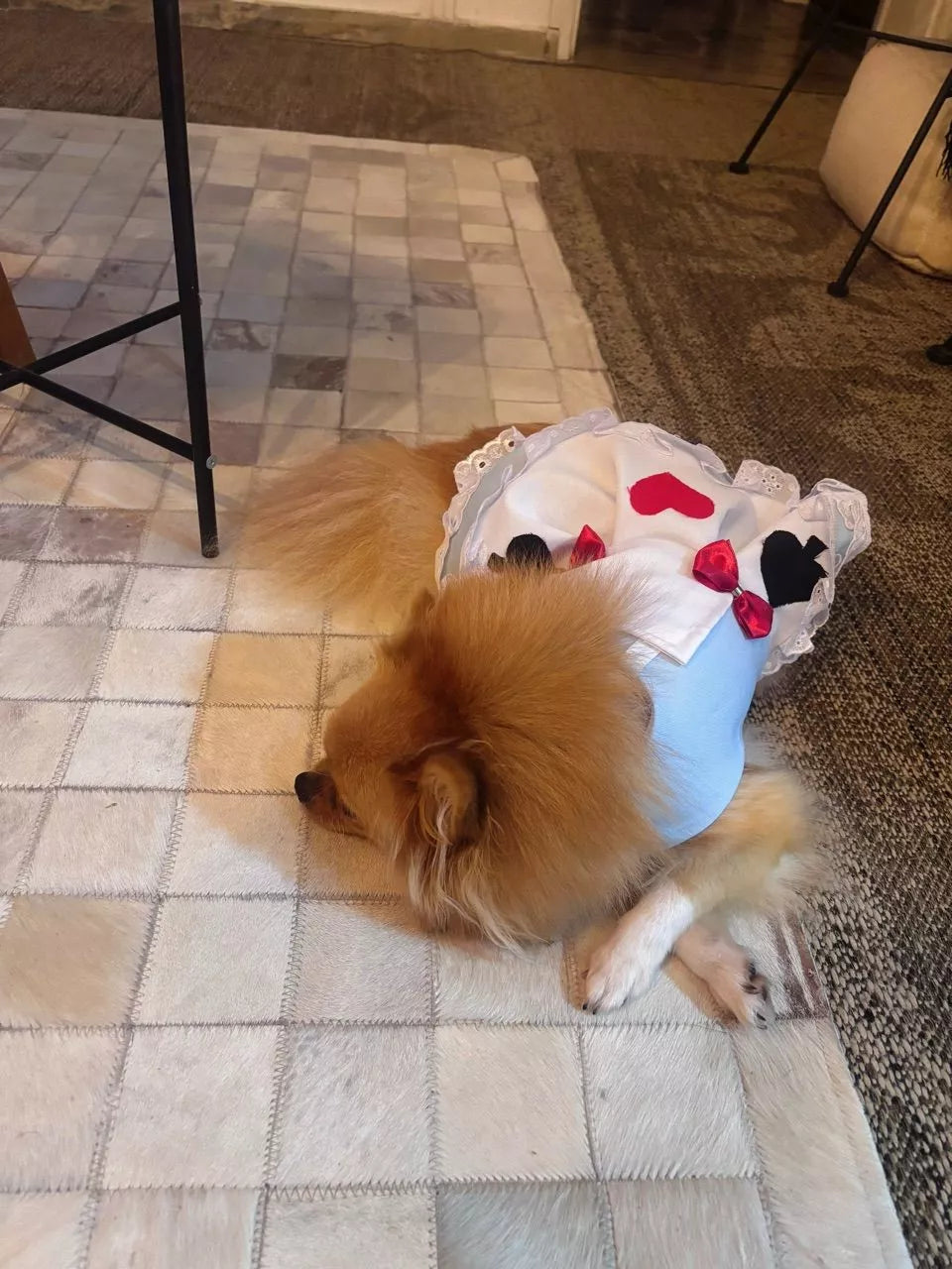 Vestido Alice no País das Maravilhas – Para Cães e Gatos - Imagem 3