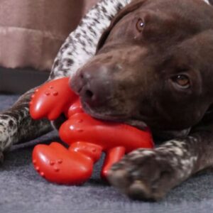 Mordedor Pet Lagosta Ultra Resistente - Woofline™